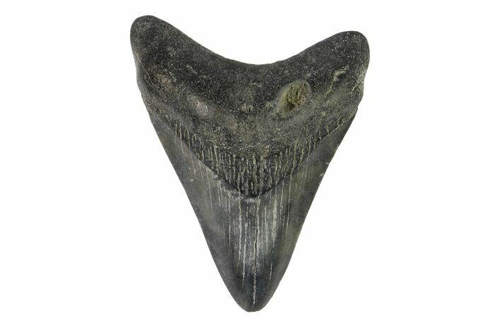 Juvenile Megalodon Tooth - South Carolina #171193